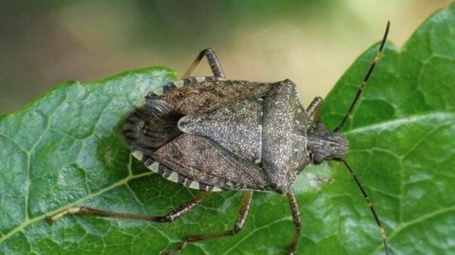 cimice asiatica piemonte