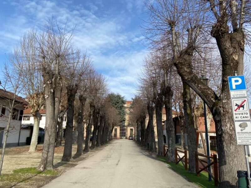 alberi Virle