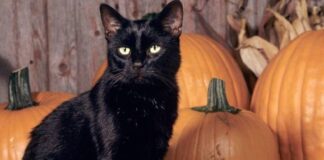 halloween e gatti neri