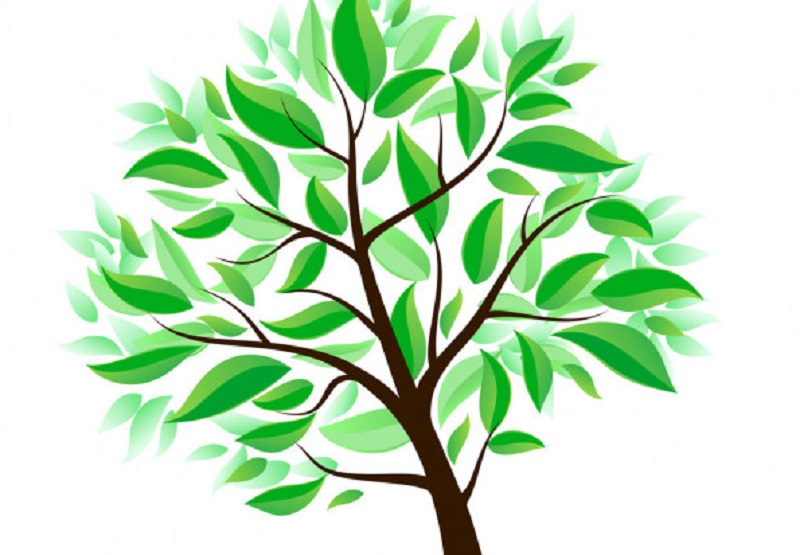 cambiano alberi nuovi nati