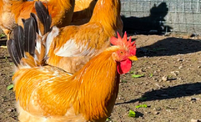 Al via la stagione di commercializzazione del Real Cappone di Racconigi