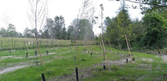 Saranno messi a dimora 70 mila alberi sul territorio della Cittò metropolitana di Torino