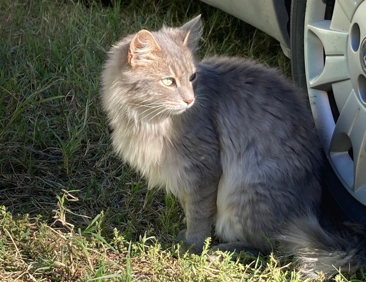 Appello di Natale per i gatti di colonia a Carmagnola