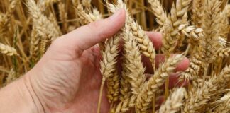 Un contributo regionale per le aziende agricole del Piemonte [immagine di repertorio]