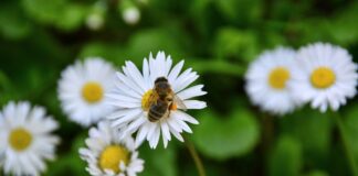 progetto Carmagnola Bees