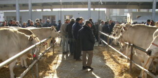 Fiera del Porro e della Giora di Carmagnola