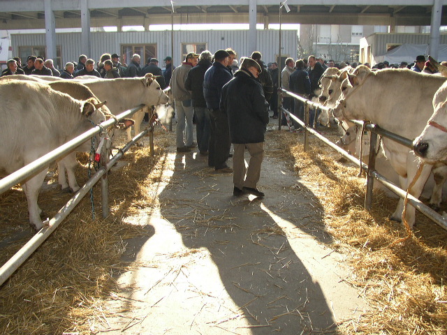 Fiera del Porro e della Giora di Carmagnola
