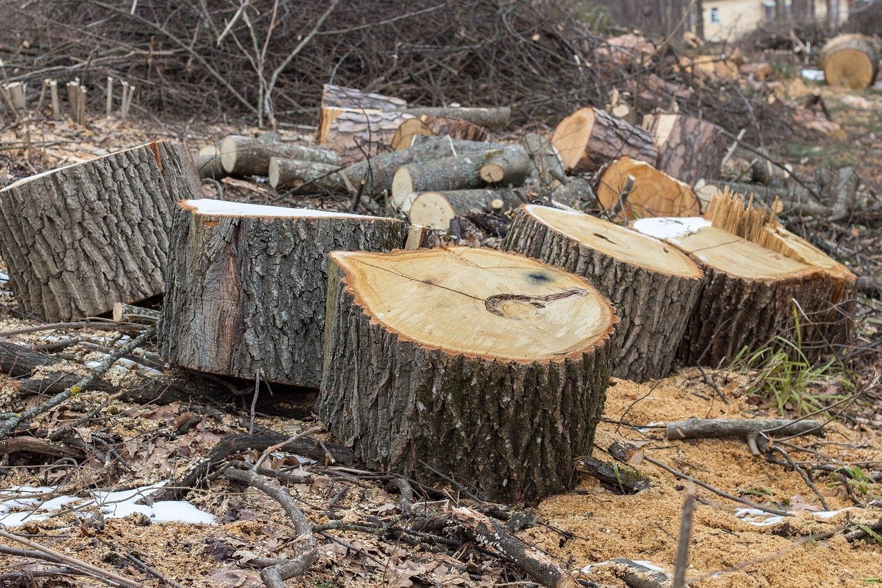 Abbattuti alcuni alberi a Faule per motivi di sicurezza