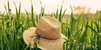 bando agricoltori piemonte