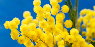 giornata della donna festa 2022 carmagnola