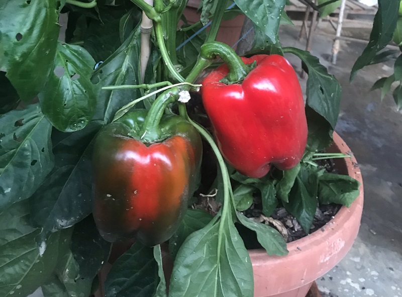 Carmagnola concorso peperone