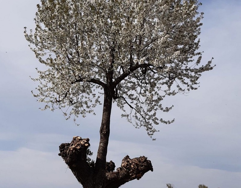 È possibile ammirare la fioritura del Ciliegio a Ceresole d'Alba