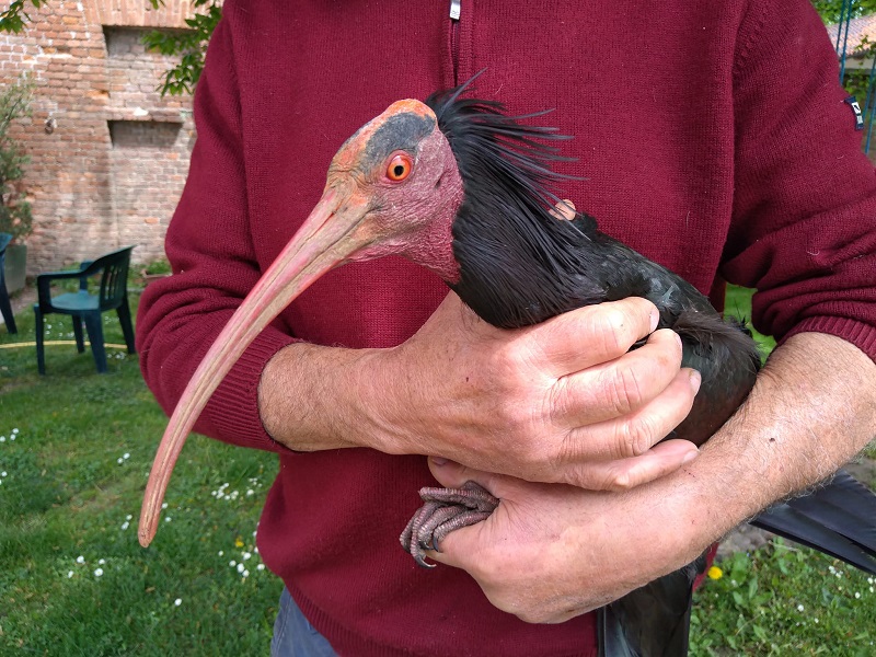 Al Centro Cicogne di Racconigi un rarissimo ibis eremita