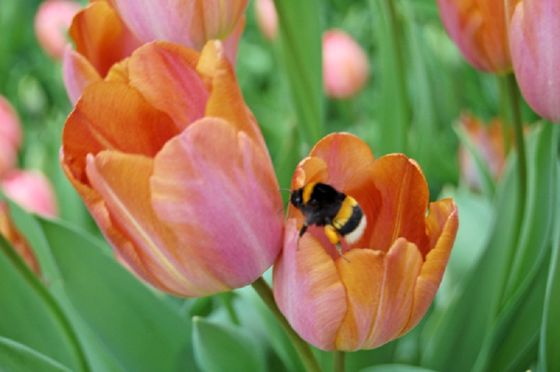 bulbi tulipano Castello Pralormo