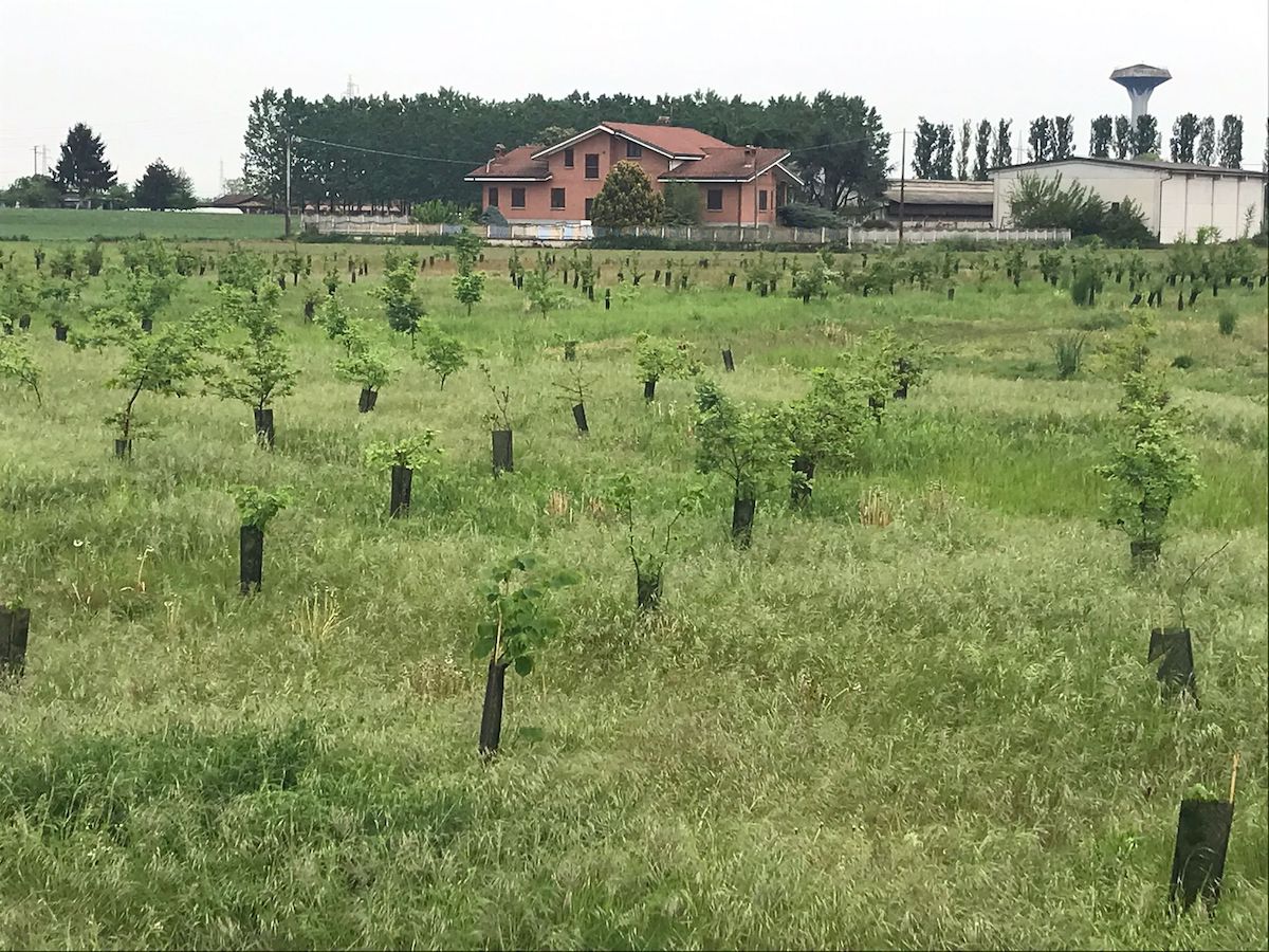 Carmagnola, bosco urbano: la replica dell'assessore Gerbino a Frappampina