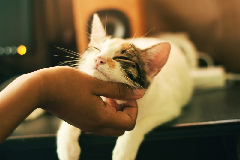 pet therapy piemonte