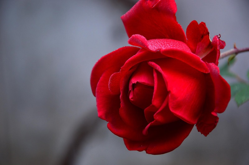 Sommariva concorso rosa