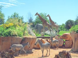 zoom torino piobesi torinese castagnole piemonte virle animali cumiana bioparco ingresso