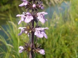 albo amici po piemontese