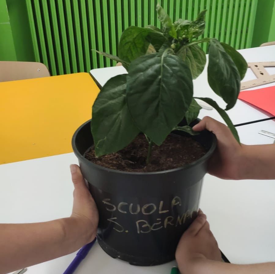 peperone scuole