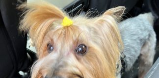 test dna cani carmagnola