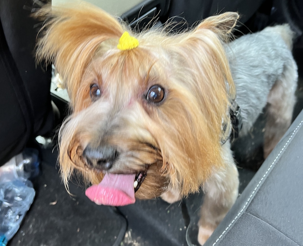 Test del Dna, le FAQ del Comune per i proprietari di cani a Carmagnola