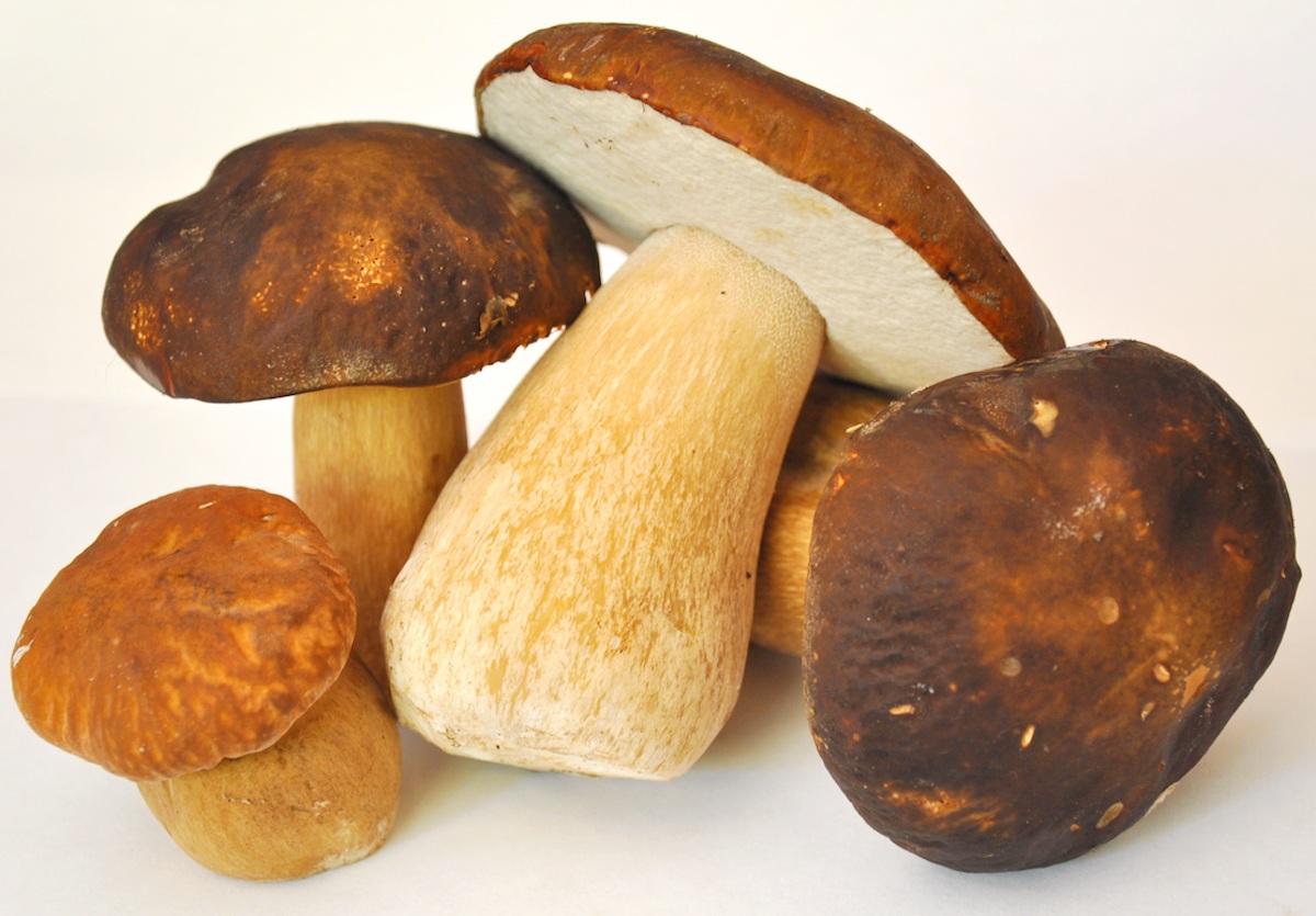 controlli funghi asl to5