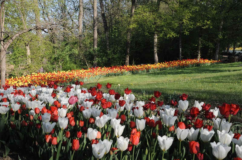 Domenica al Castello di Pralormo si piantano i bulbi di tulipano
