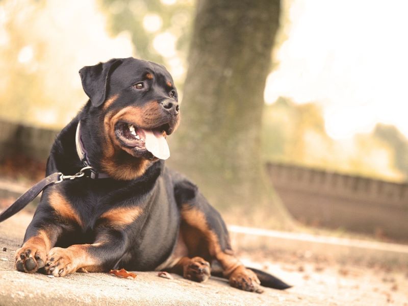 dog sitter piemonte