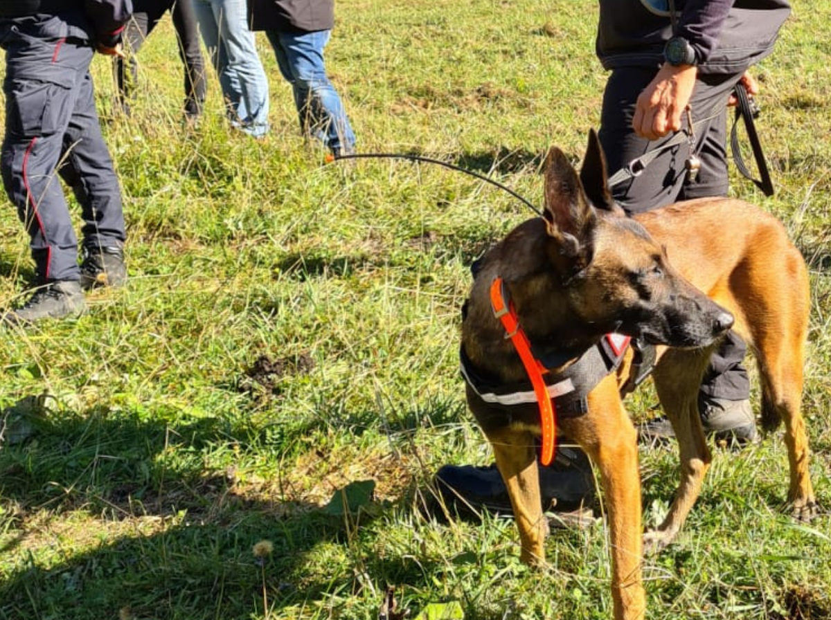 avvelenamenti di animali Unità Cinofile Antiveleno