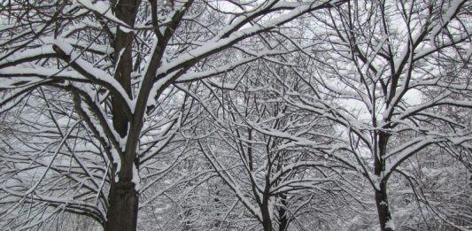 natale foresta po piemontese