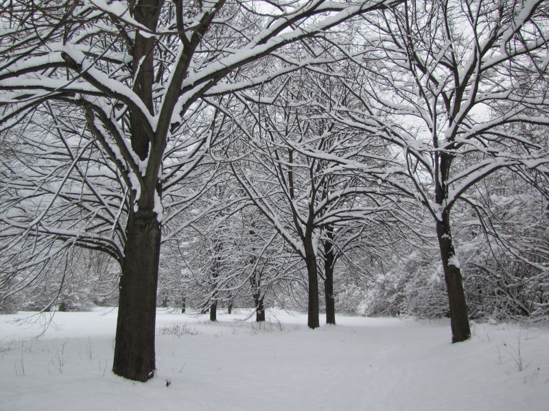 natale foresta po piemontese