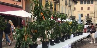 concorso peperone urbano 2023 carmagnola