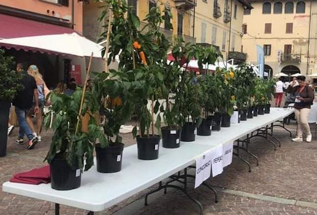 concorso peperone urbano 2023 carmagnola