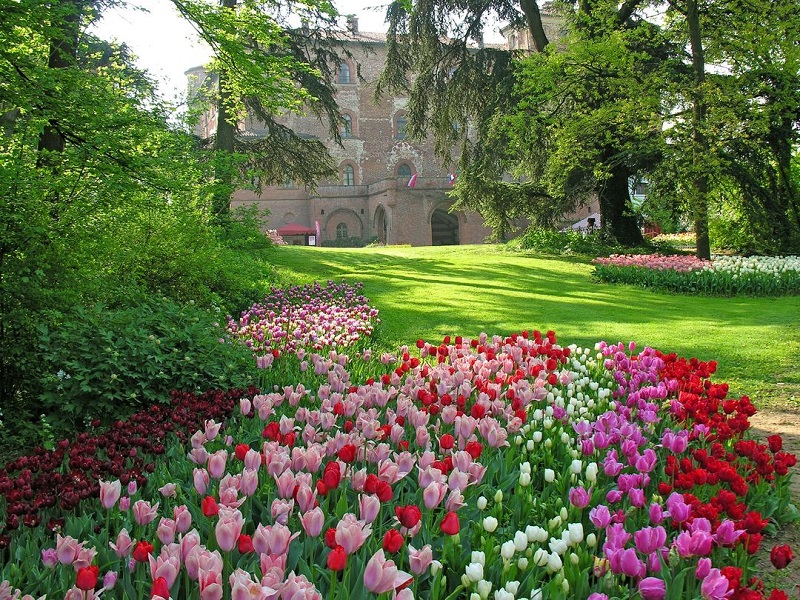 Messer Tulipano