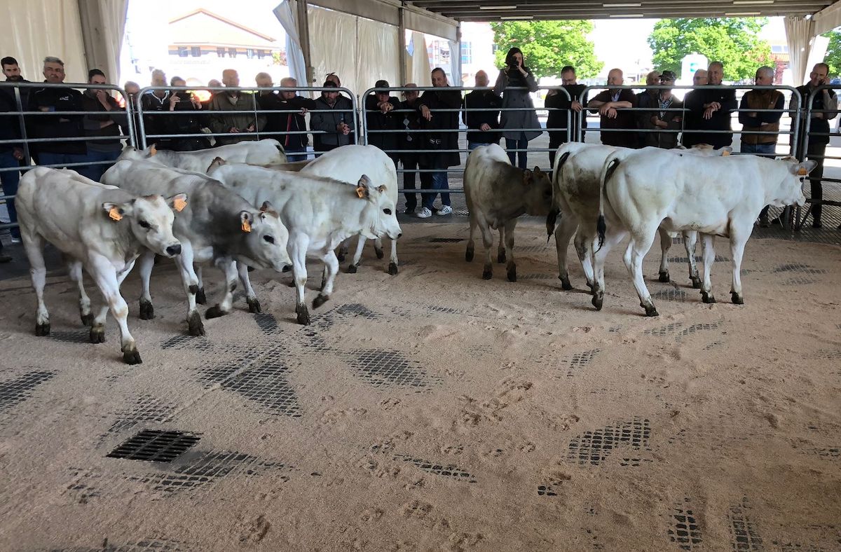 "Buona la prima" per le aste dei bovini al mercato bestiame di Carmagnola