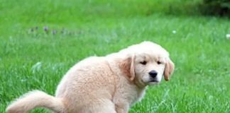 dna canino a carmagnola