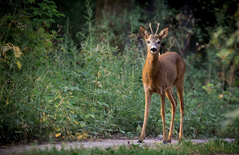 La Loggia: muore un capriolo recuperato dalla diga del Po