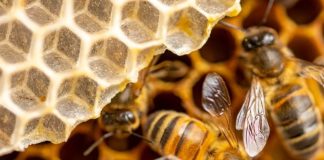 castagnole piemonte scuole gita gratuita zoom torino parco bioparco biodiversità