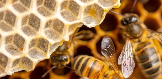 castagnole piemonte scuole gita gratuita zoom torino parco bioparco biodiversità