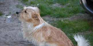 mappatura del Dna dei cani a Carmagnola