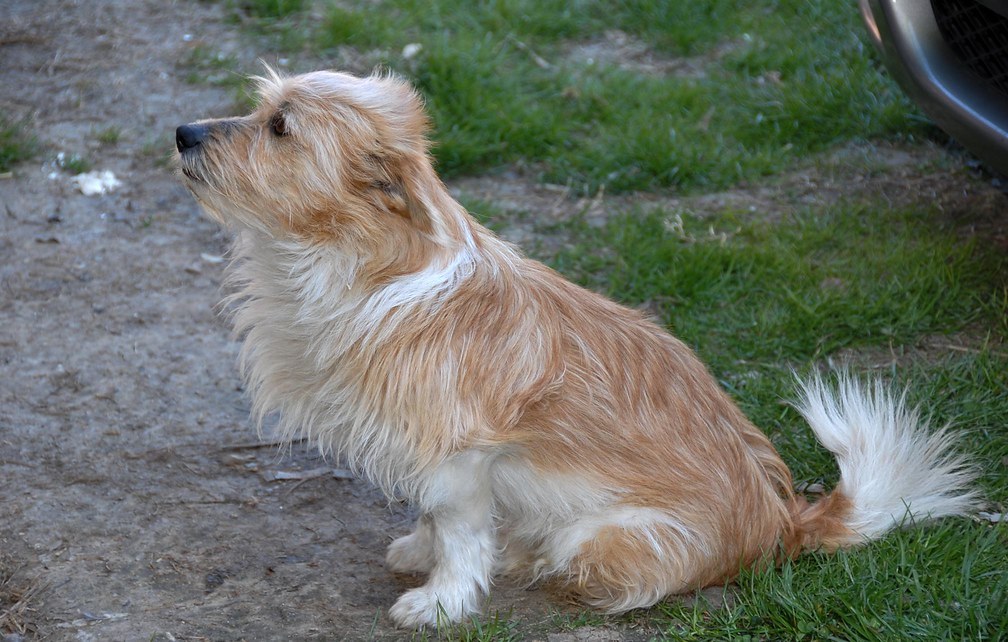 mappatura del Dna dei cani a Carmagnola