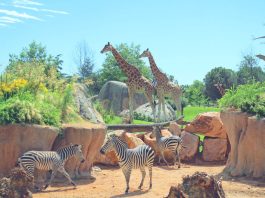 Ingressi serali gratuiti al bioparco Zoom per i cittadini di Polonghera piobesi torinese virle piemonte castagnole piemonte zoom torino cumiana ingresso
