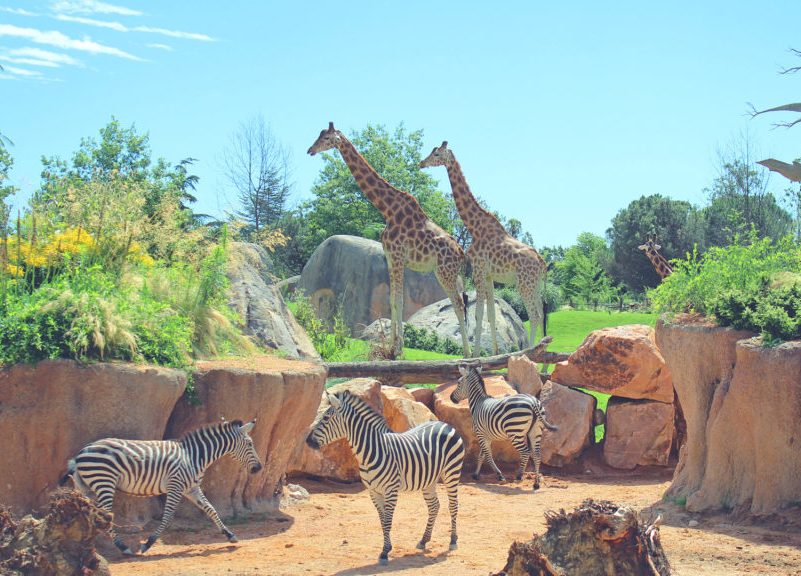Ingressi gratis al bioparco Zoom per i cittadini di Piobesi, Castagnole, Virle