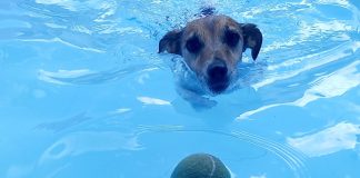 concorso fotografico animali