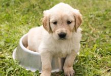 colpi calore animali
