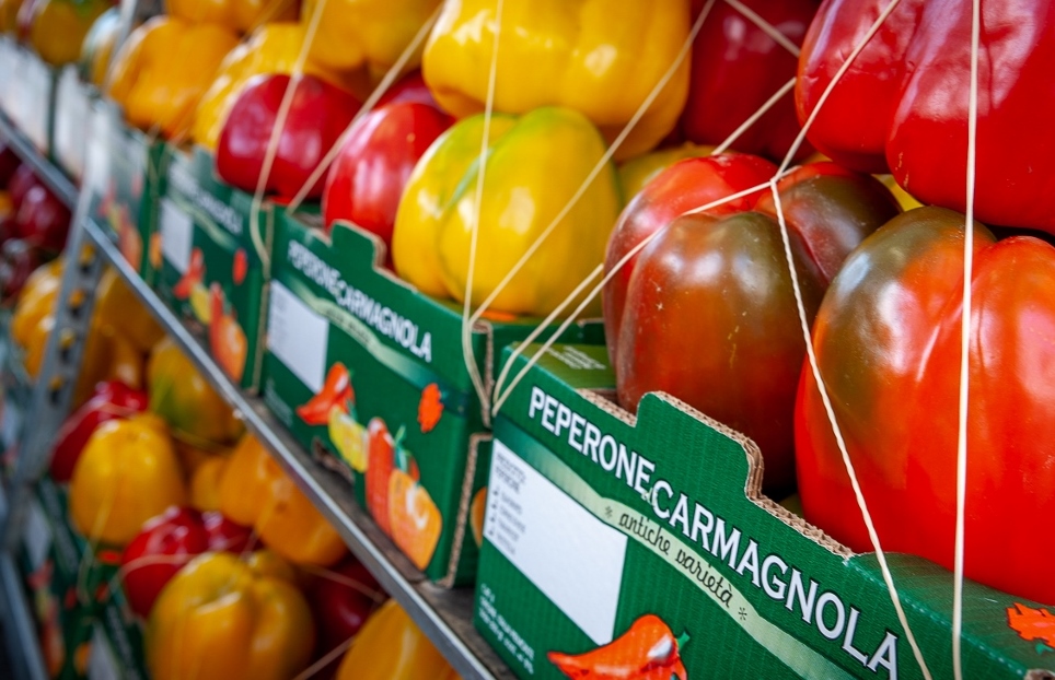 Torna l’ipotesi del marchio IGP per il Peperone di Carmagnola