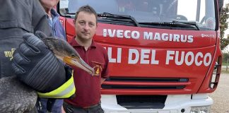 Polonghera cormorano vigili fuoco