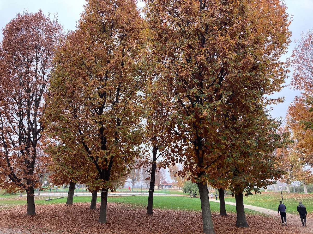alberi parco cascina vigna Carmagnola