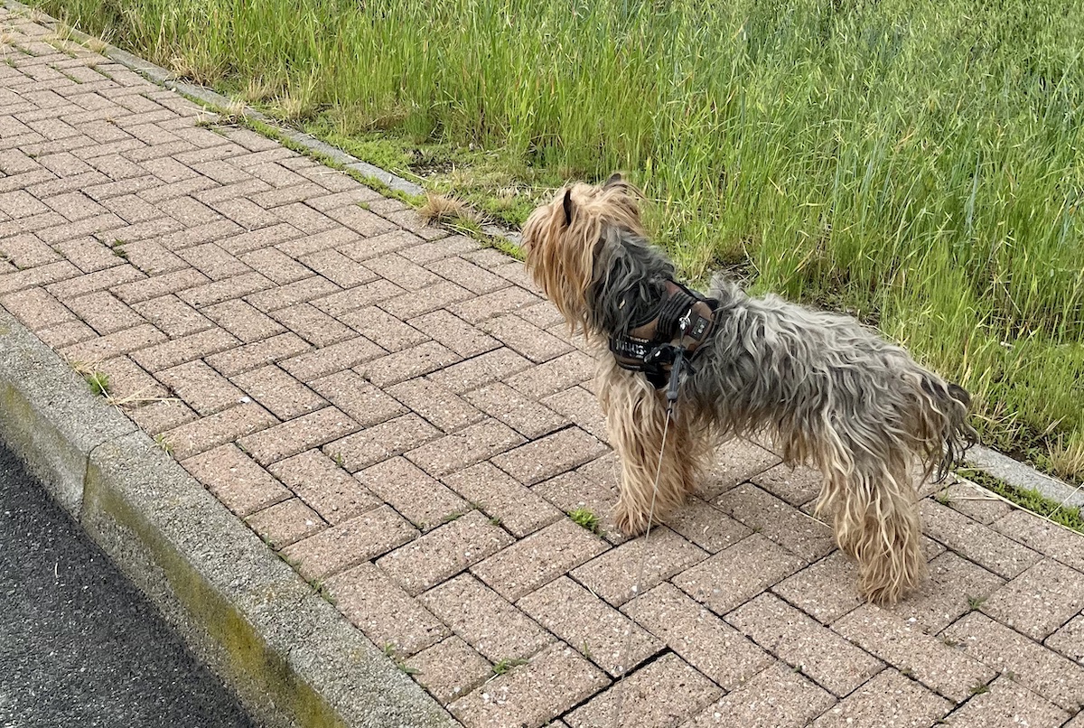 dna canino a carmagnola